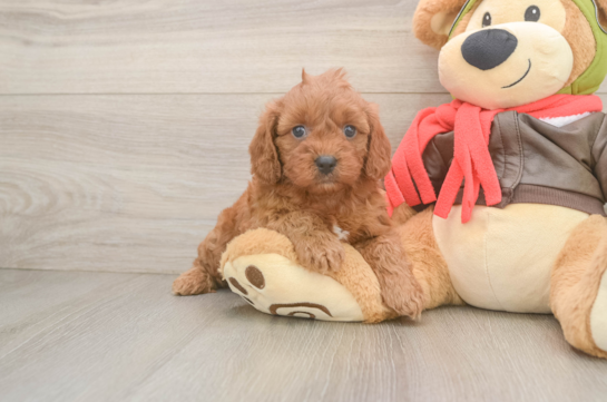 Hypoallergenic Cavadoodle Poodle Mix Puppy