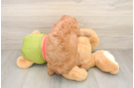 Cavapoo Puppy for Adoption
