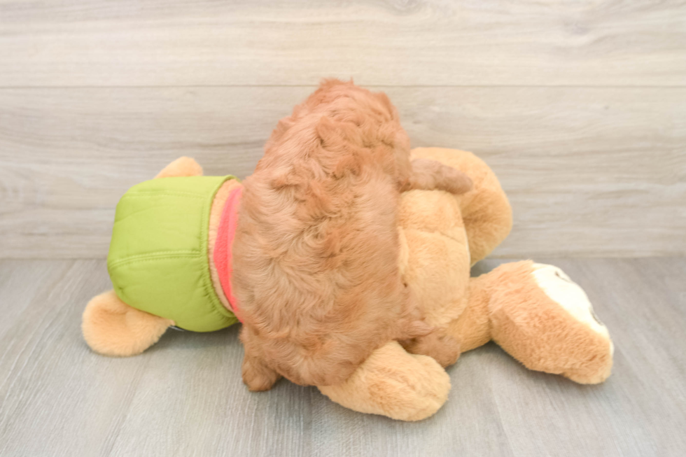 Cavapoo Puppy for Adoption