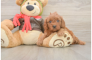 Adorable Cavalier King Charles Spaniel and Poodle Mix Poodle Mix Puppy