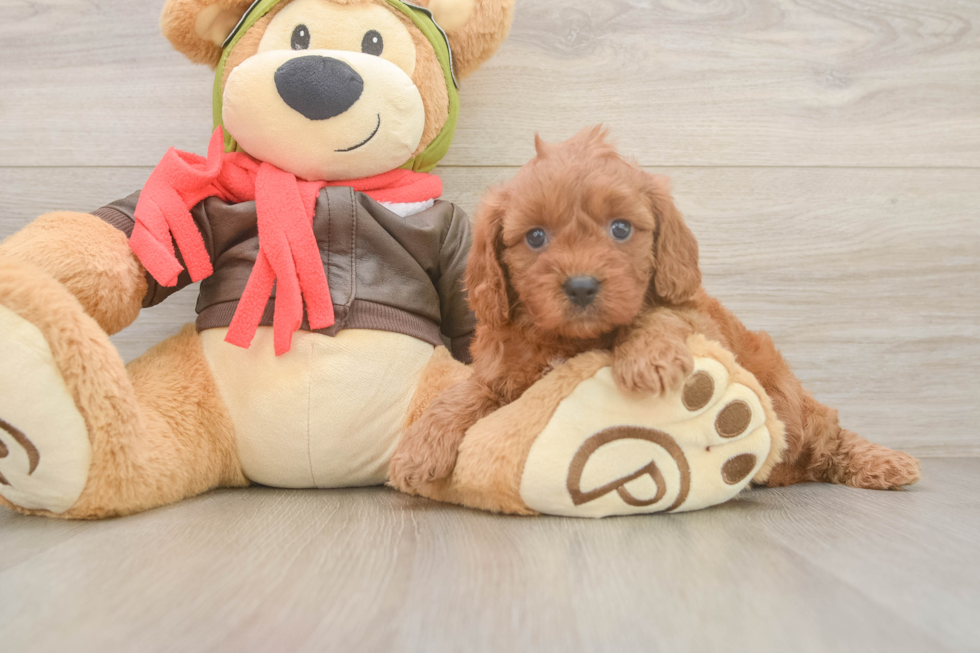 Adorable Cavalier King Charles Spaniel and Poodle Mix Poodle Mix Puppy