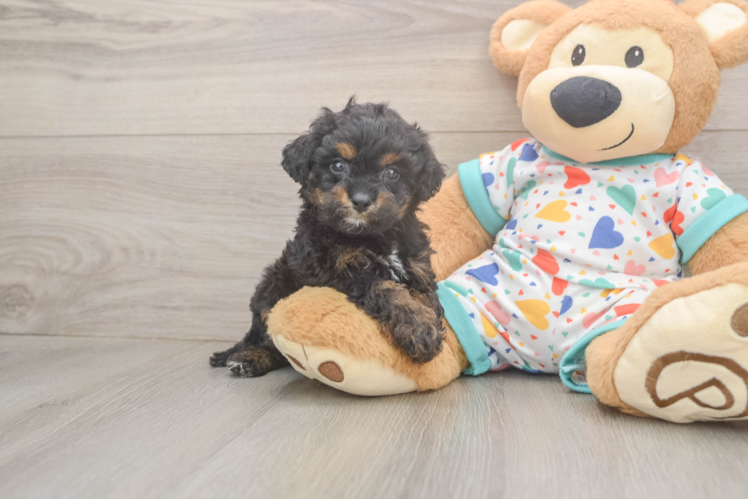 Cavapoo Pup Being Cute
