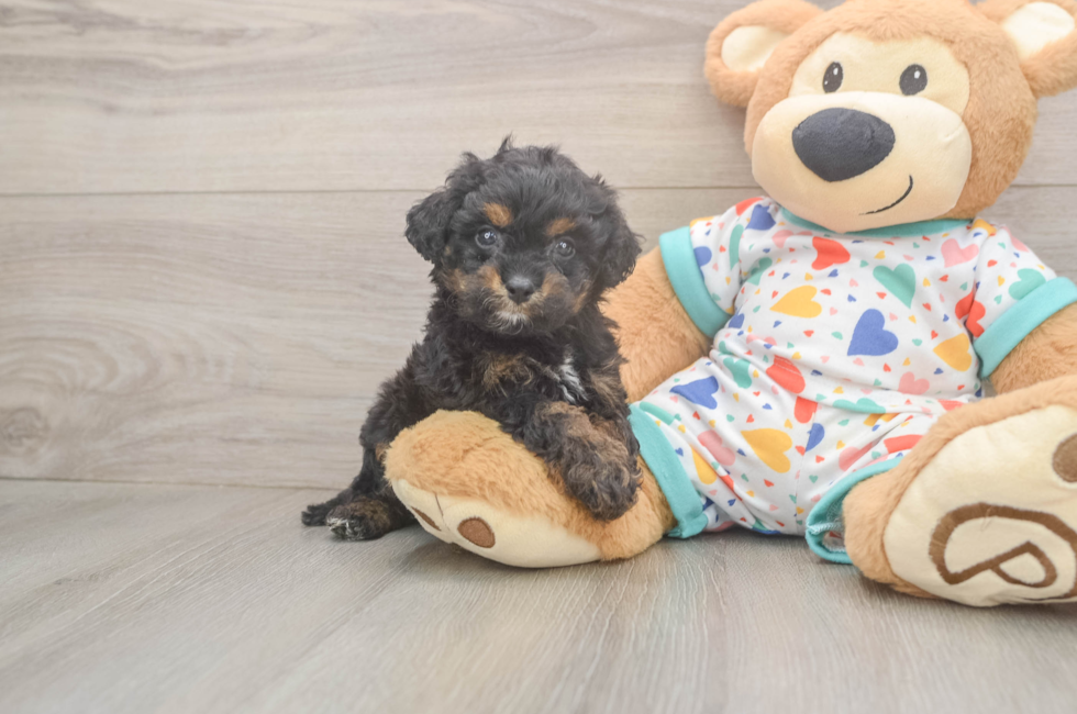 5 week old Cavapoo Puppy For Sale - Premier Pups