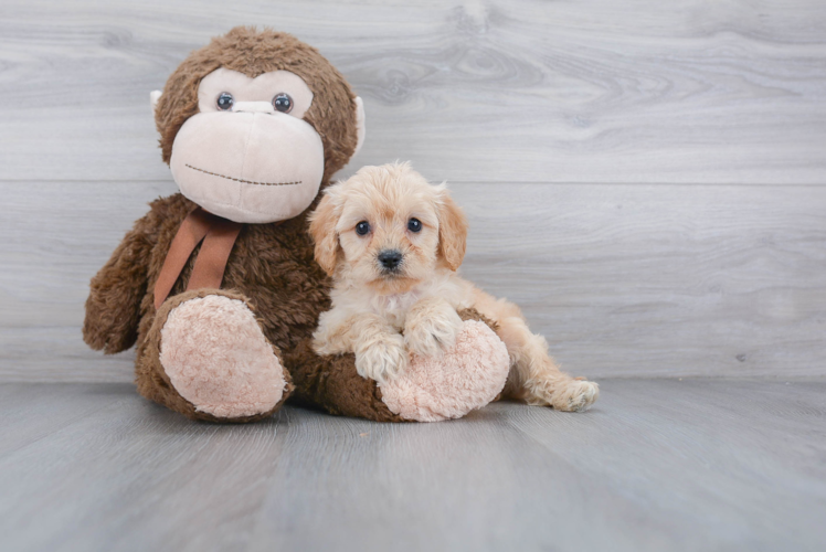 Funny Cavapoo Poodle Mix Pup