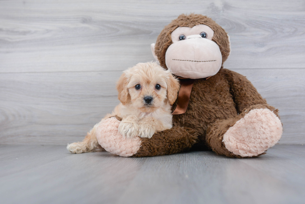 Cavapoo Puppy for Adoption