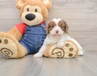 8 week old Cavapoo Puppy For Sale - Premier Pups