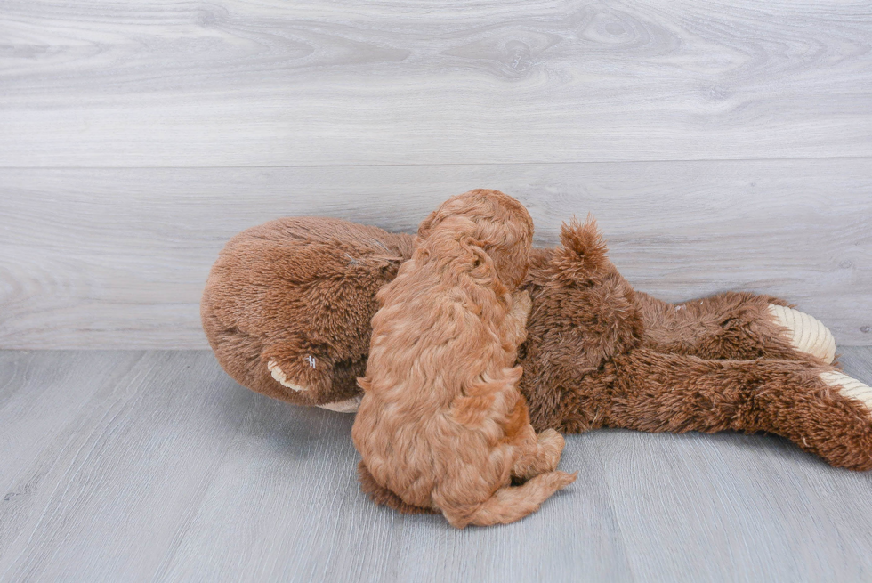 Adorable Cavoodle Poodle Mix Puppy