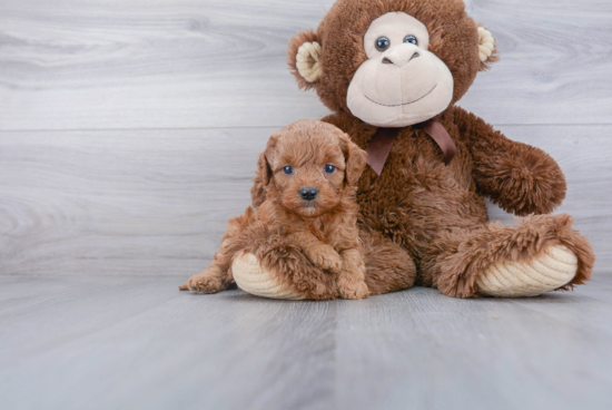 Best Cavapoo Baby