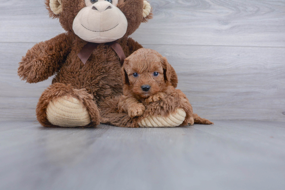 Cavapoo Pup Being Cute