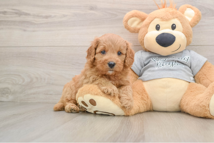 Cavapoo Puppy for Adoption