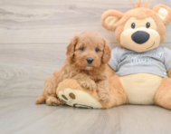8 week old Cavapoo Puppy For Sale - Premier Pups