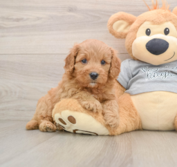 8 week old Cavapoo Puppy For Sale - Premier Pups