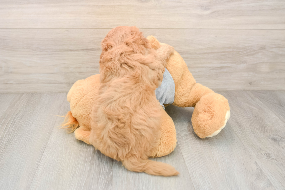 Best Cavapoo Baby