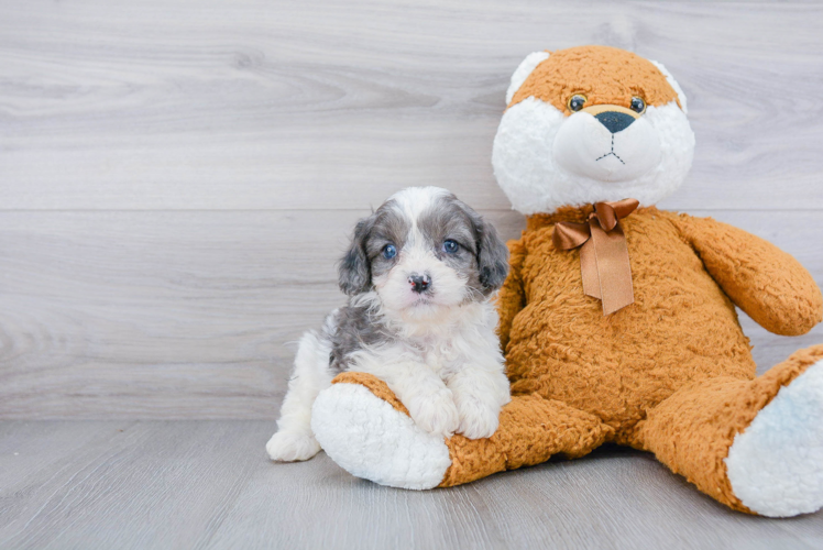 Cavapoo Pup Being Cute