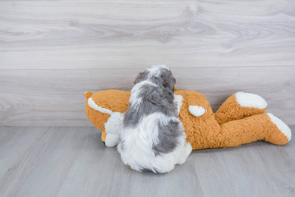 Popular Cavapoo Poodle Mix Pup