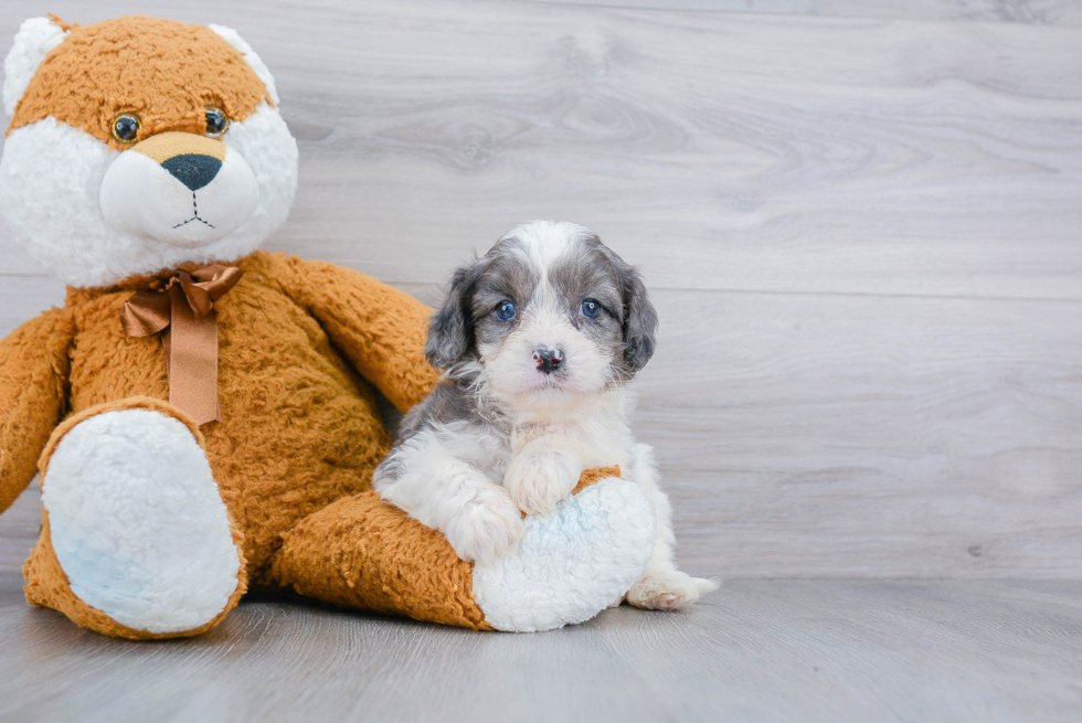 Cavapoo Puppy for Adoption