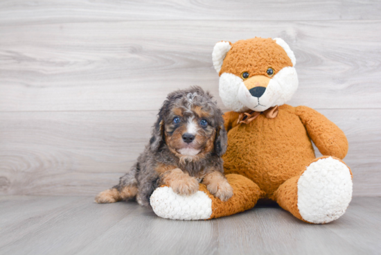 Cavapoo Puppy for Adoption