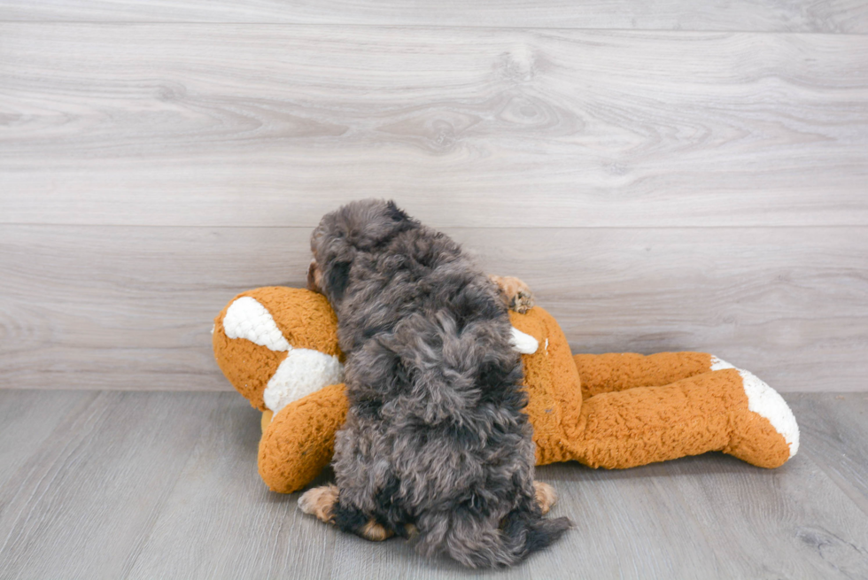 Petite Cavapoo Poodle Mix Pup