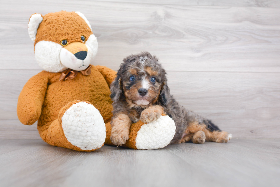 Popular Cavapoo Poodle Mix Pup