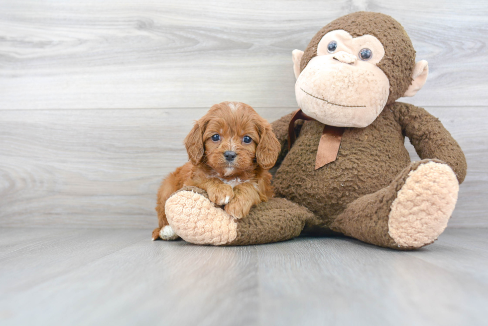 Best Cavapoo Baby