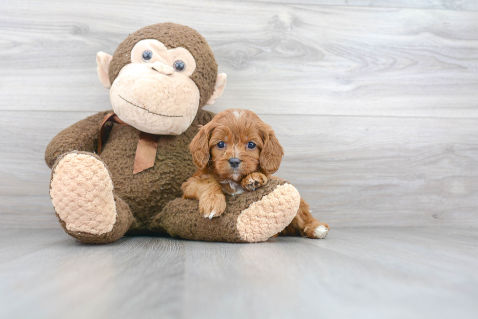 Cavapoo Puppy for Adoption