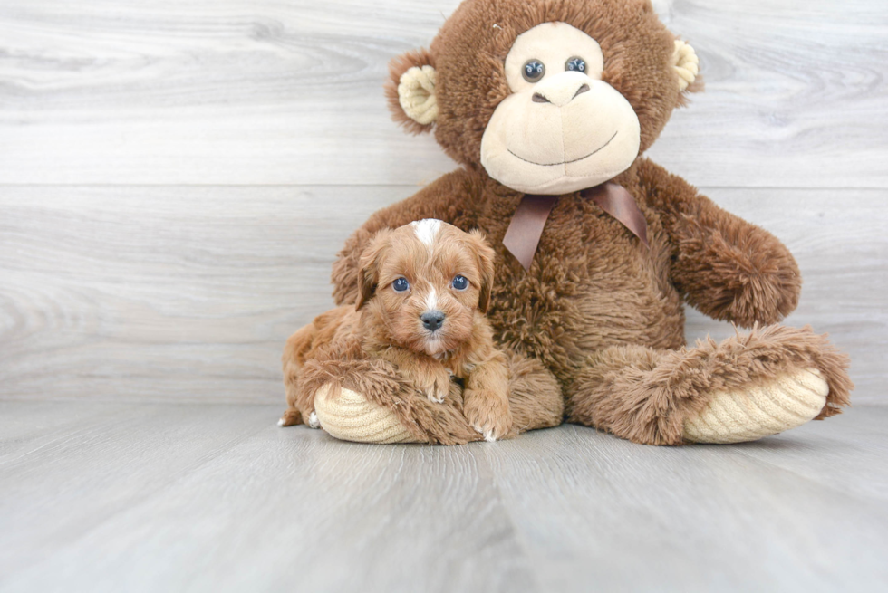 Cavapoo Pup Being Cute