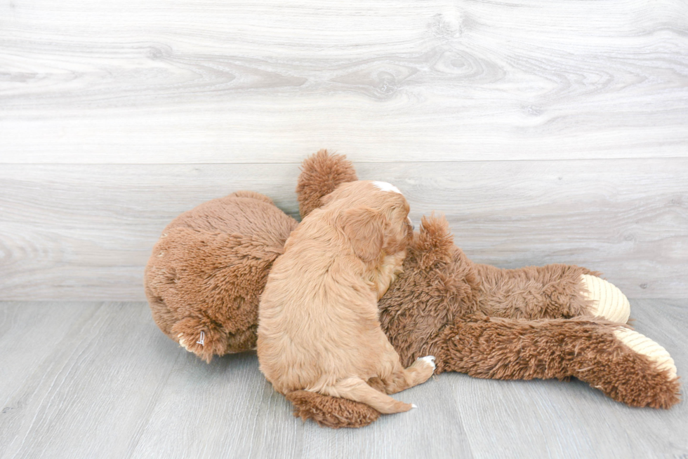 Fluffy Cavapoo Poodle Mix Pup