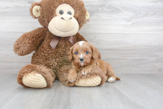 Sweet Cavapoo Baby