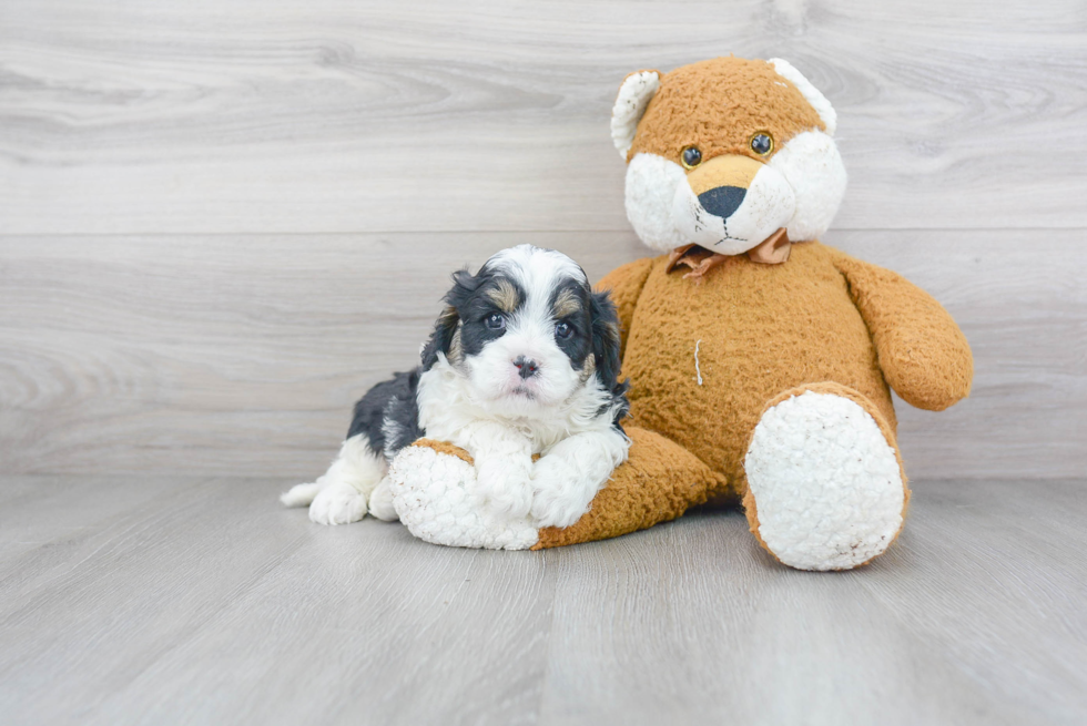 Smart Cavapoo Poodle Mix Pup