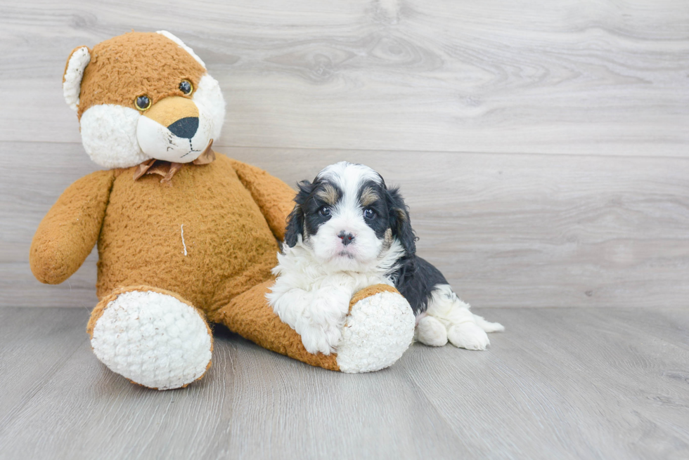 Cavapoo Puppy for Adoption