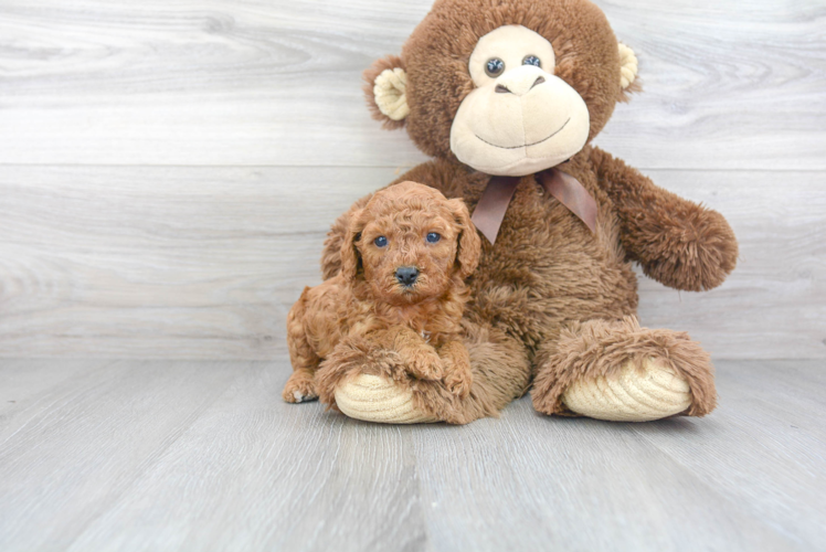 Adorable Cavoodle Poodle Mix Puppy