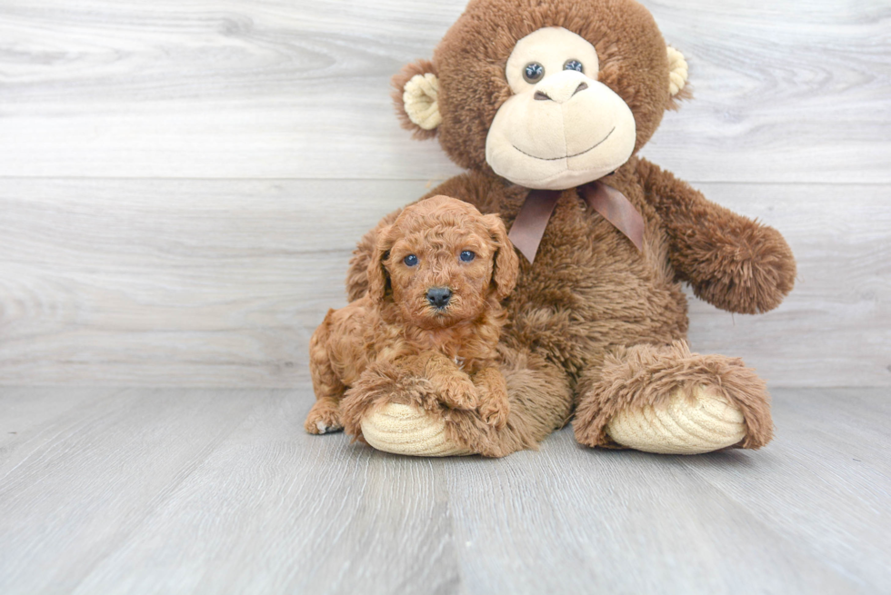 Adorable Cavoodle Poodle Mix Puppy