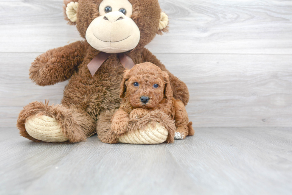 Happy Cavapoo Baby