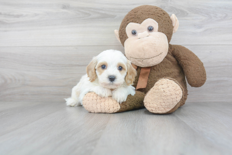 Best Cavapoo Baby