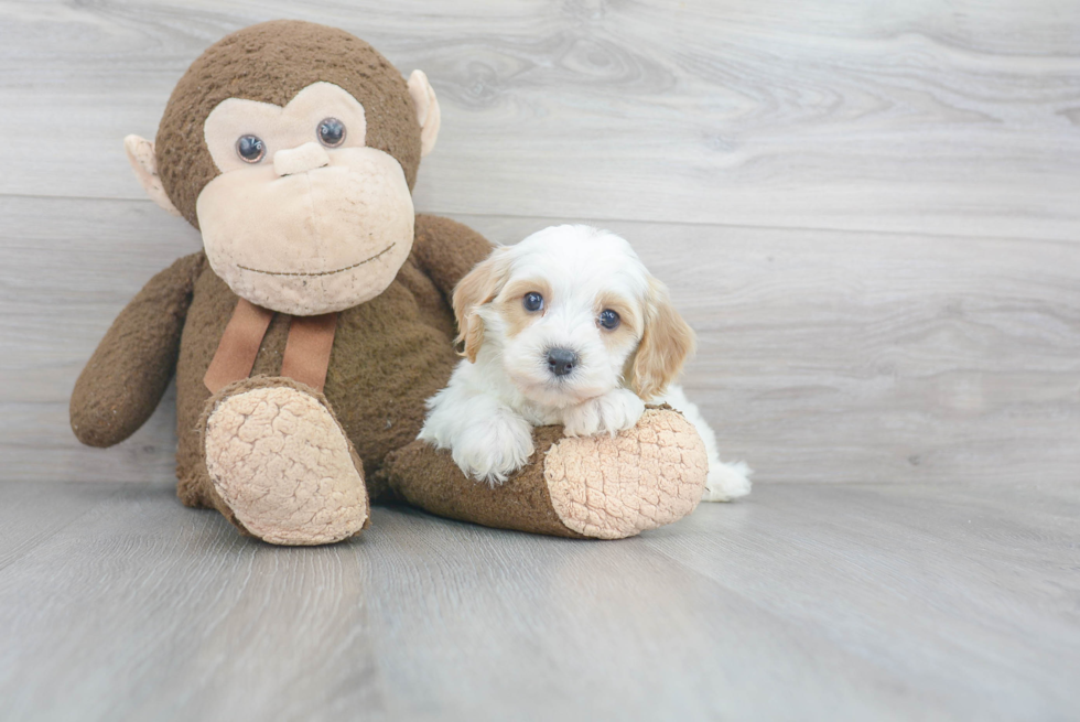 Sweet Cavapoo Baby