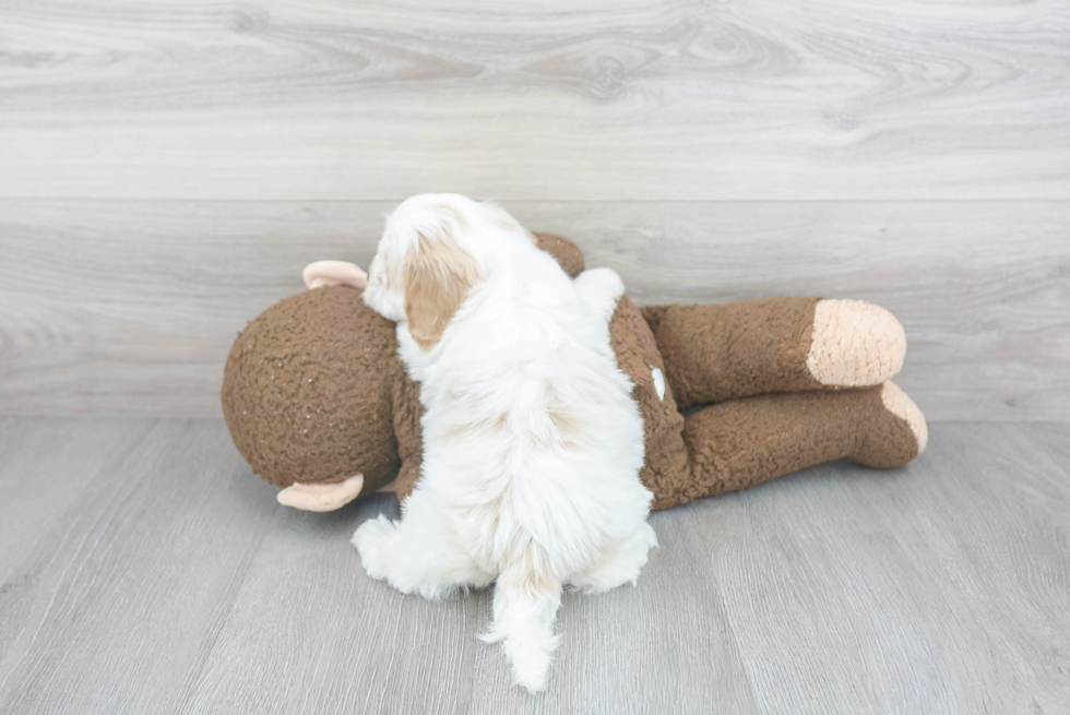 Cavapoo Pup Being Cute