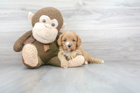 Cavapoo Pup Being Cute