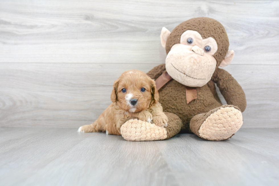 Friendly Cavapoo Baby