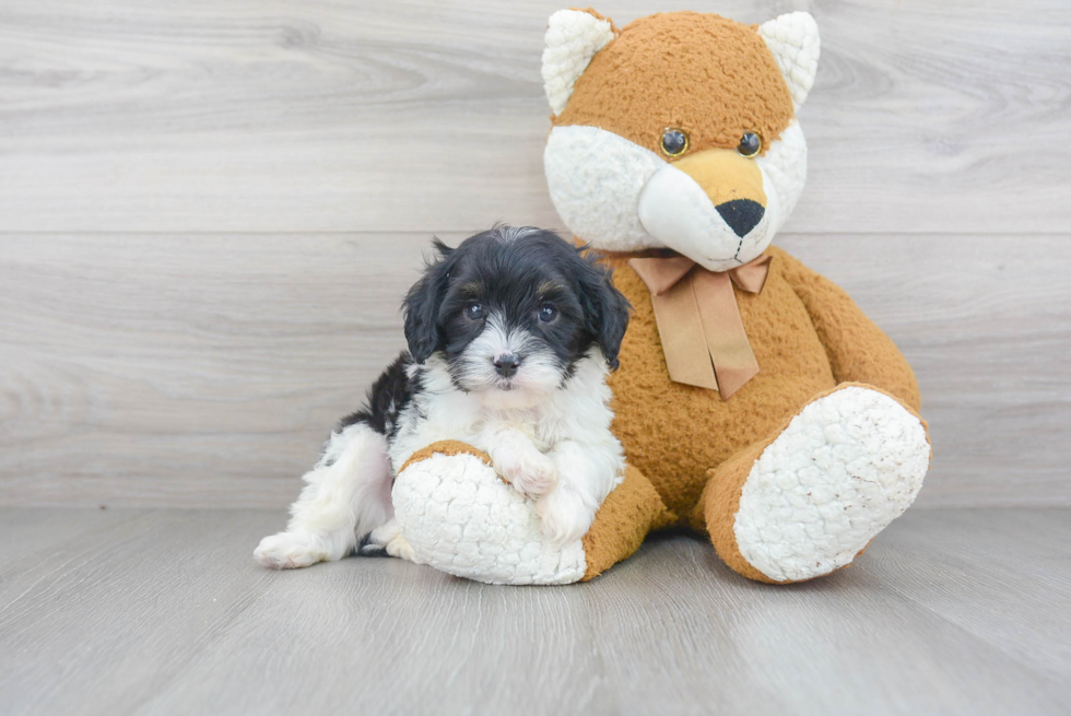 Cavapoo Pup Being Cute