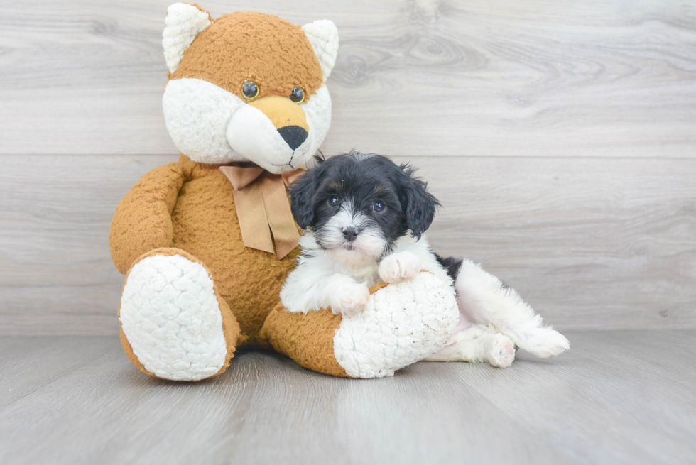 Cavapoo Pup Being Cute