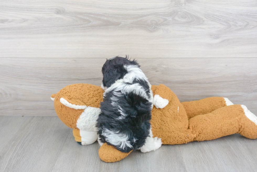 Friendly Cavapoo Baby