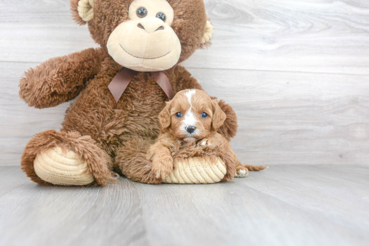 Sweet Cavapoo Baby