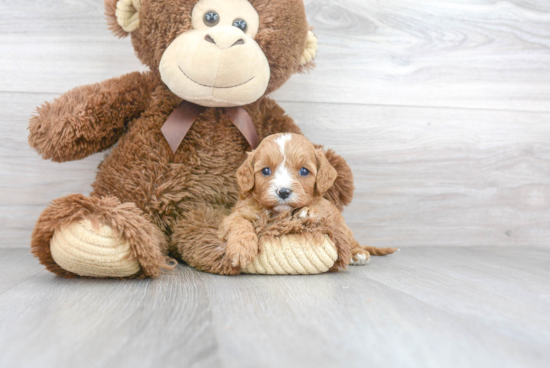 Sweet Cavapoo Baby