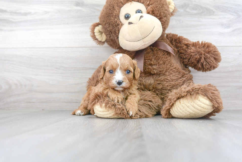 Small Cavapoo Baby