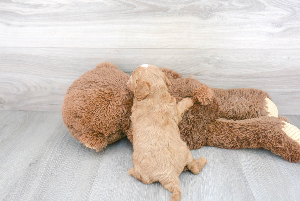 Friendly Cavapoo Baby