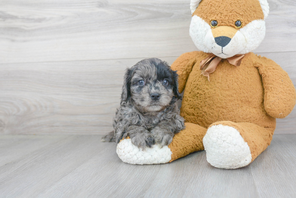 Cavapoo Pup Being Cute