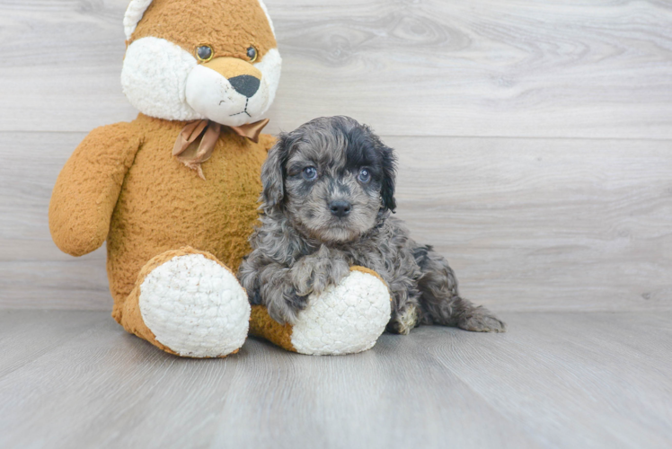 Cavapoo Puppy for Adoption