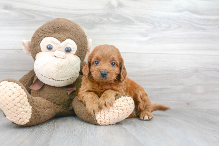 Cavapoo Pup Being Cute