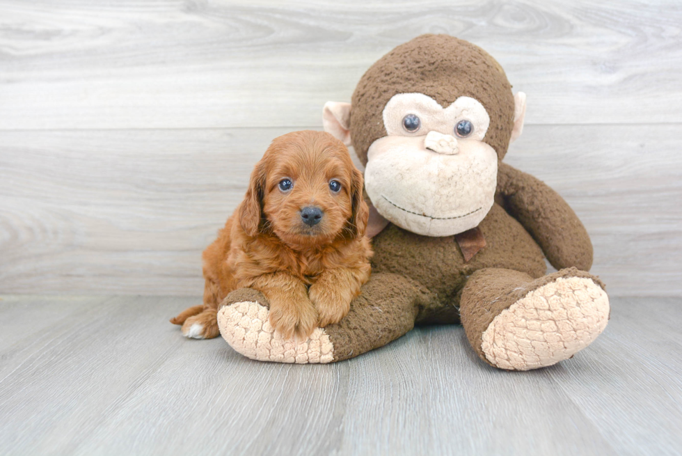 Best Cavapoo Baby