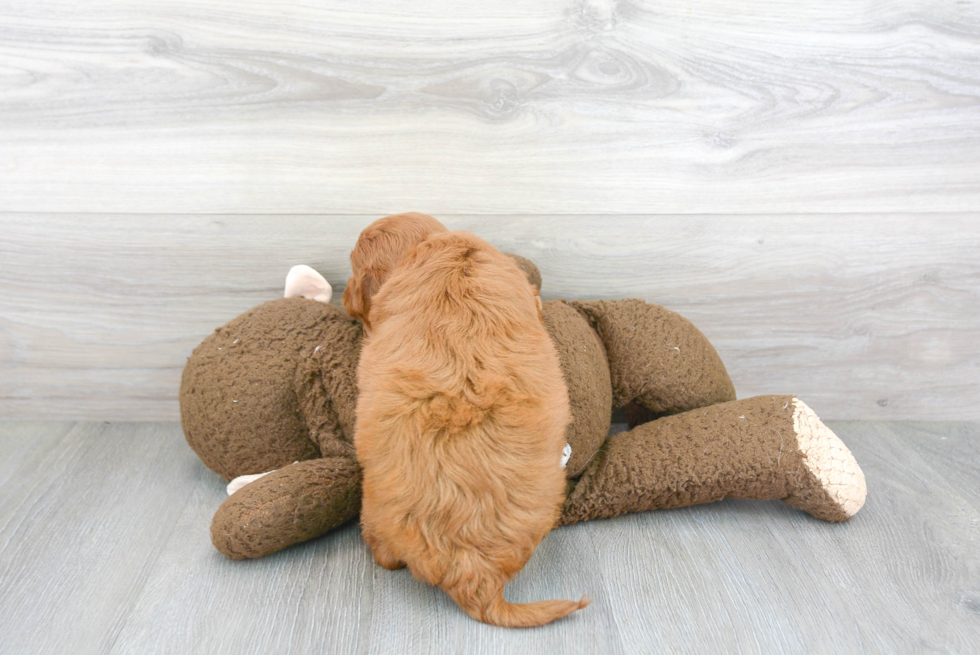 Fluffy Cavapoo Poodle Mix Pup